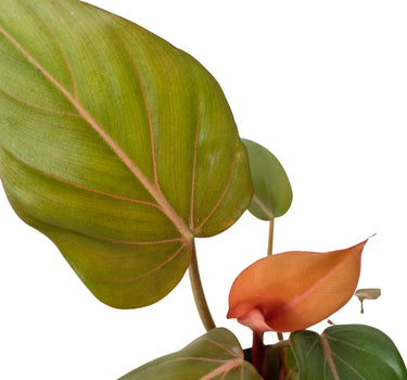 Philodendron 'Summer Glory'