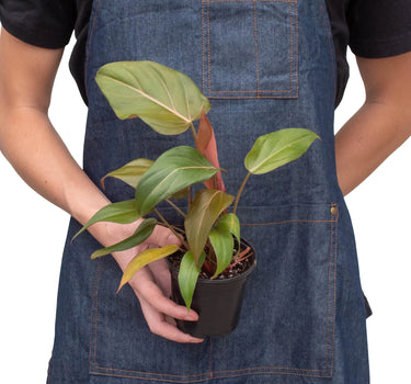 Philodendron 'Summer Glory'