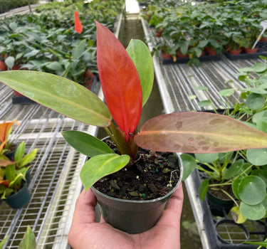 Philodendron 'Sun Red'