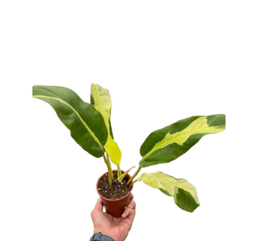 Philodendron 'Thai Sunrise'