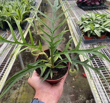 Philodendron 'Tortum'