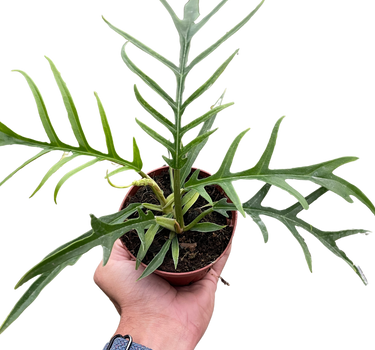 Philodendron 'Tortum'