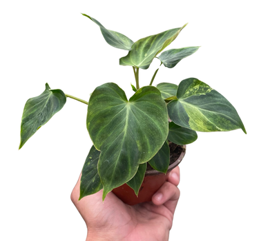 Philodendron 'Verrucosum'