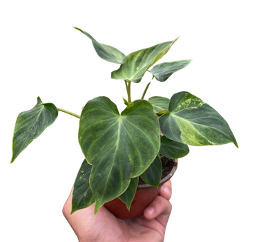 Philodendron 'Verrucosum'