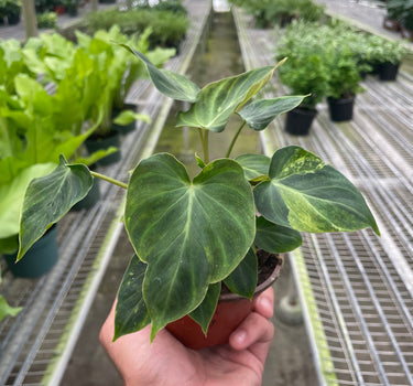 Philodendron 'Verrucosum'