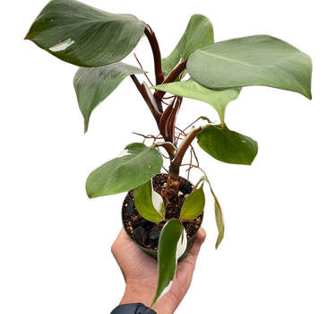 Philodendron 'White Knight'