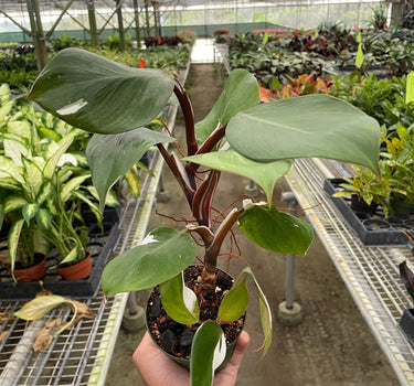 Philodendron 'White Knight'
