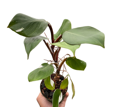 Philodendron 'White Knight'