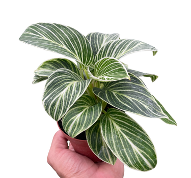 Philodendron White Measure