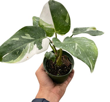 Philodendron 'White Princess'