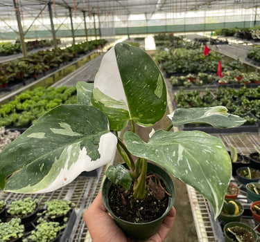 Philodendron 'White Princess'