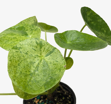 Pilea 'Mojito'