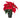 Poinsettia 'Red'