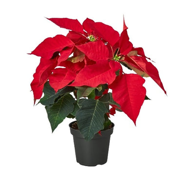 Poinsettia 'Red'