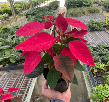 Poinsettia 'Red'