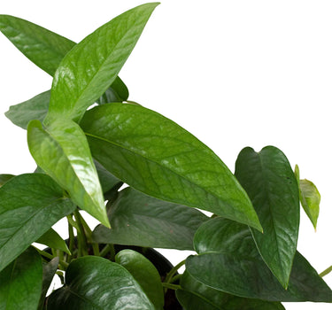Pothos 'Cebu Blue'