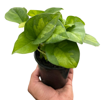 Pothos 'Global Green'