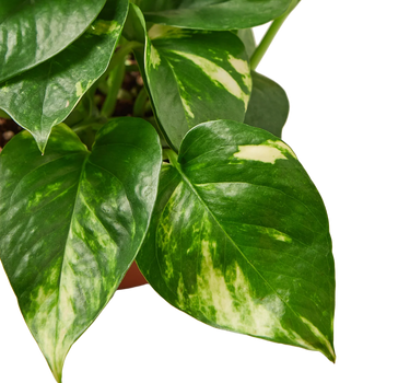 Pothos 'Golden'