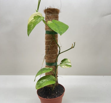 Pothos Jade Satin Albo