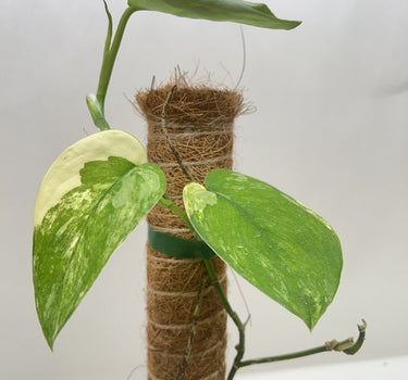Pothos Jade Satin Albo