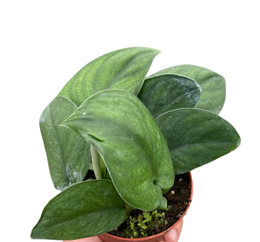 Pothos Jade Satin