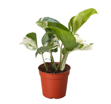 Pothos Manjula