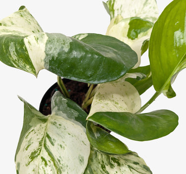 Pothos Manjula
