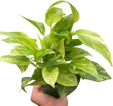Pothos 'Neon Queen'