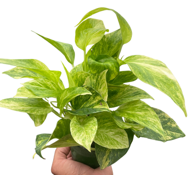 Pothos 'Neon Queen'