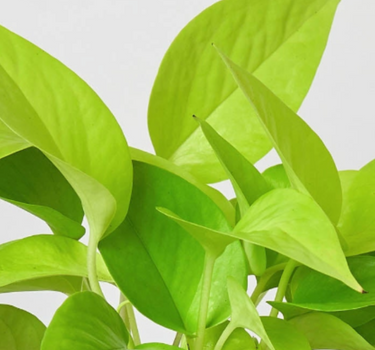 Pothos 'Neon'