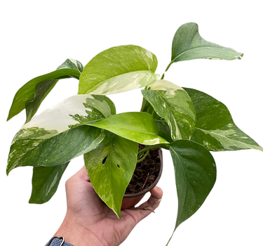 Pothos 'Albo Variegata'