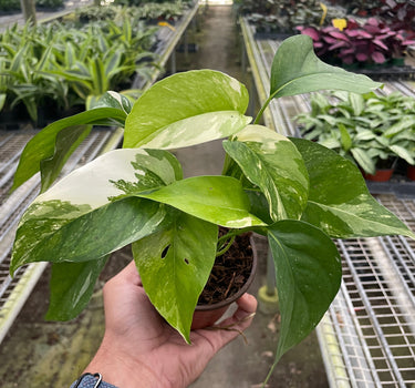 Pothos 'Albo Variegata'