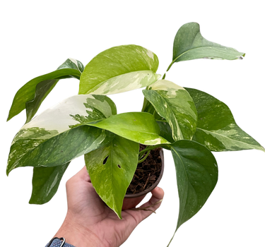 Pothos 'Albo Variegata'