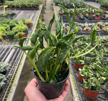 Pothos 'Shangri La'