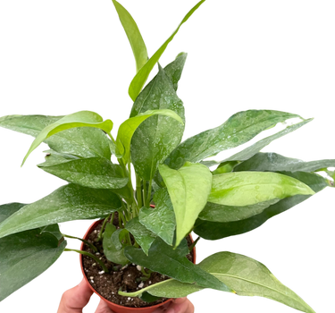 Pothos Skeleton Key
