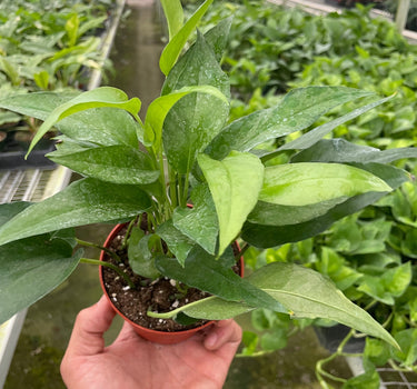 Pothos Skeleton Key
