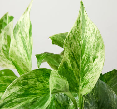Pothos 'Marble Queen'