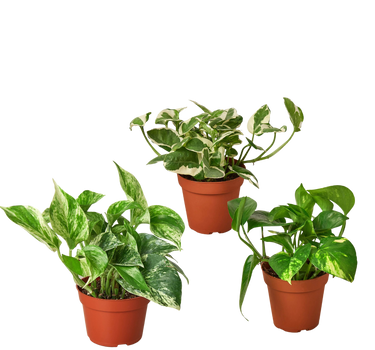 3 Pothos Variety Pack / 4" Pot / Live Plant / Home and Garden Plants
