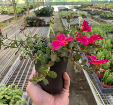 Purslane