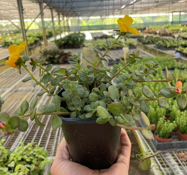 Purslane