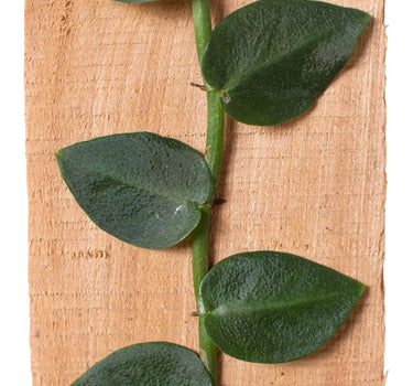 Rhaphidophora 'Hayi' (Shingle Plant)