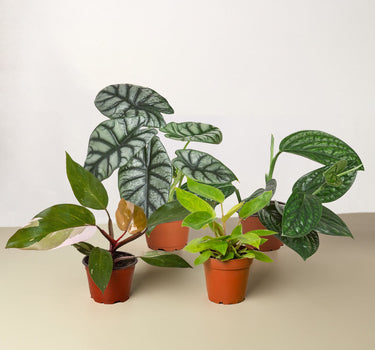 Rare Plant Bundle