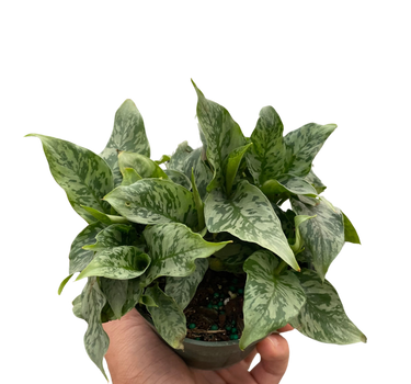 Schismatoglottis 'Thailand'