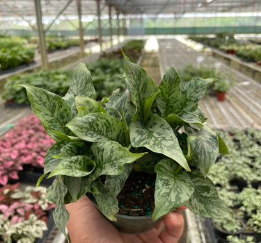 Schismatoglottis 'Thailand'