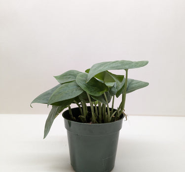Scindapsus Platinum Java