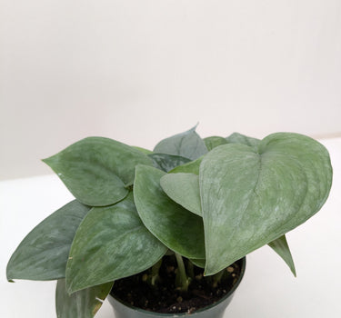 Scindapsus Platinum Java
