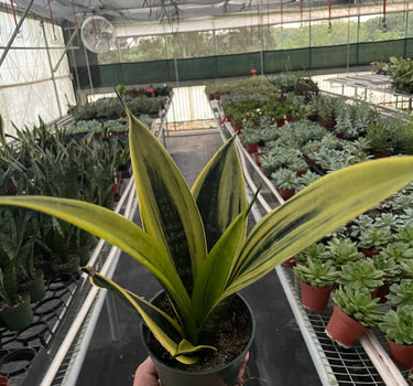Snake 'Gold Flame'