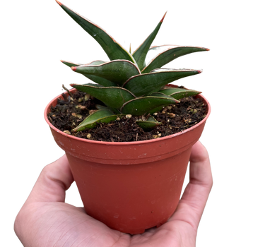 Snake 'Lavranos'