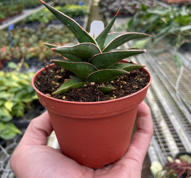 Snake 'Lavranos'
