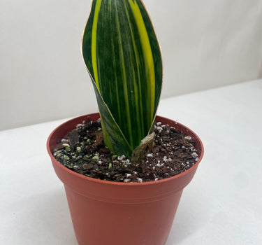 Variegated Shark Fin Snake Plant